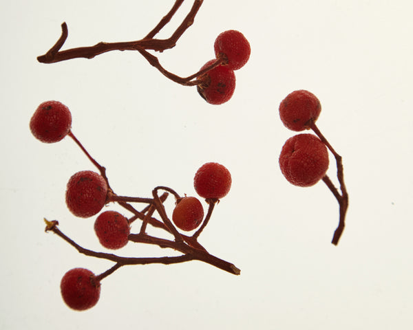 Arbutus