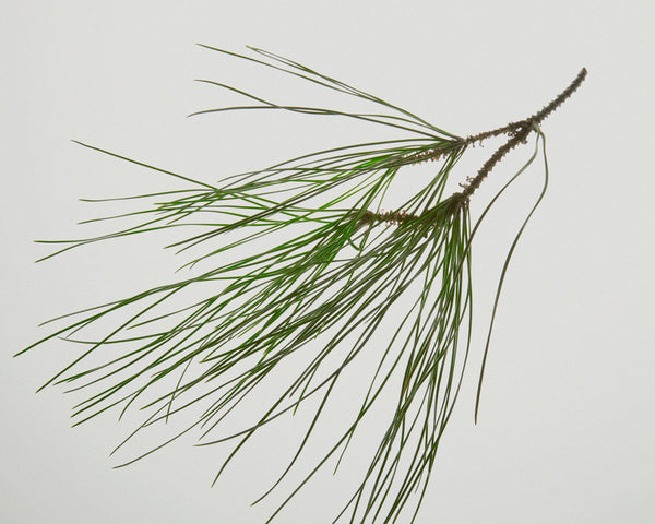 Red pine